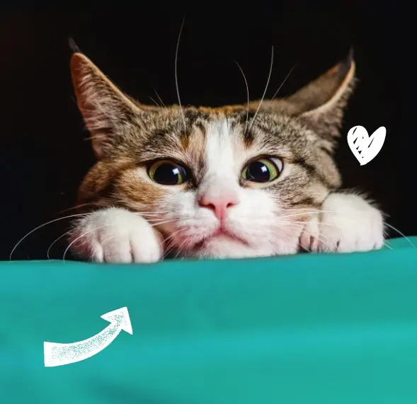 cat peering over a ledge